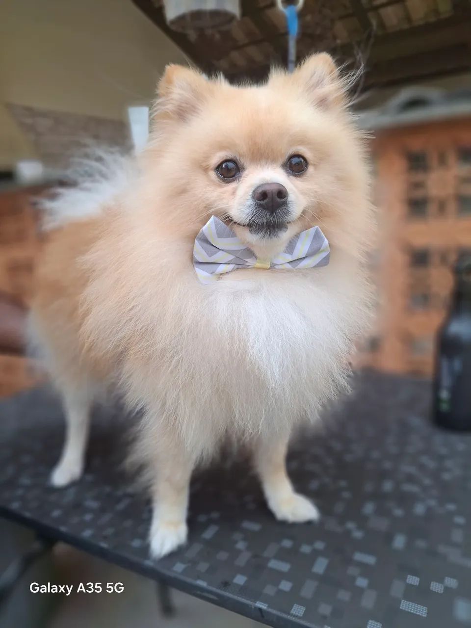 Banho e tosa adomicilio no conforto de sua casa ? - Foto 2