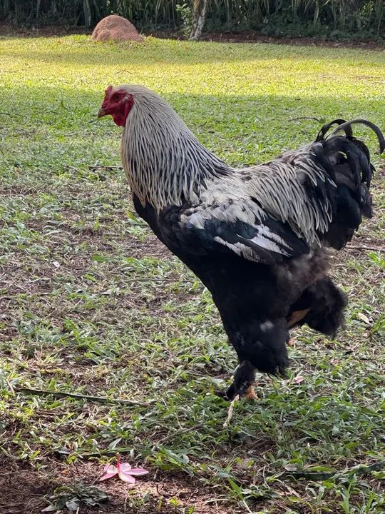 Galinha Brahma Cores - Poedeiras - Ornamentais - Ovos Galados - - Foto 5