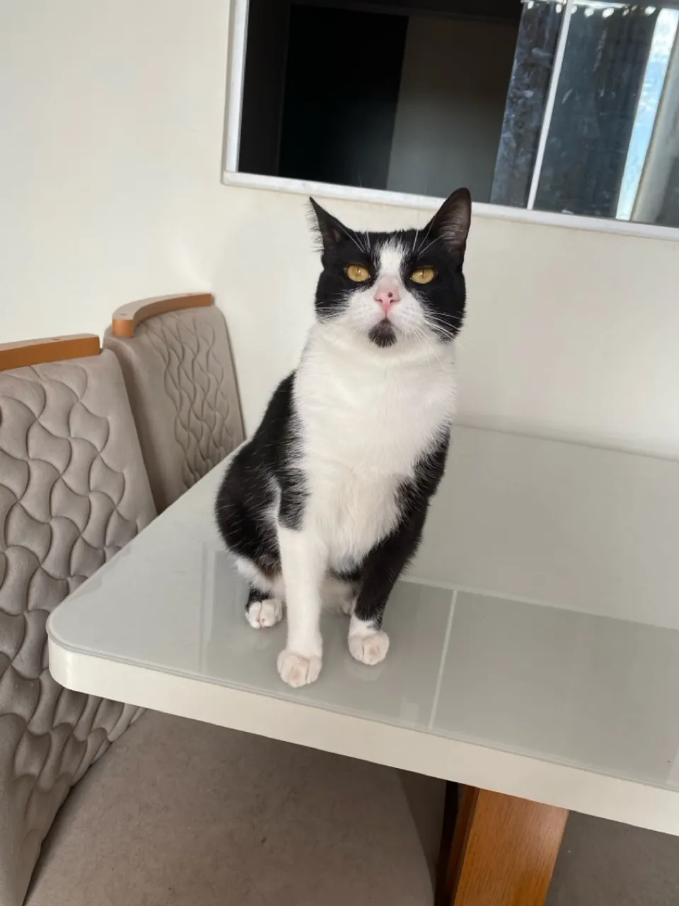 Gatinho pra adoção castrado