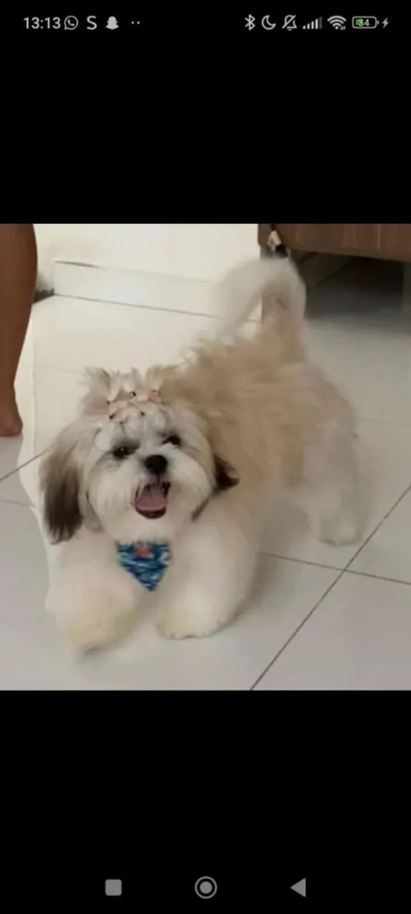 Shih Tzu macho tricolor