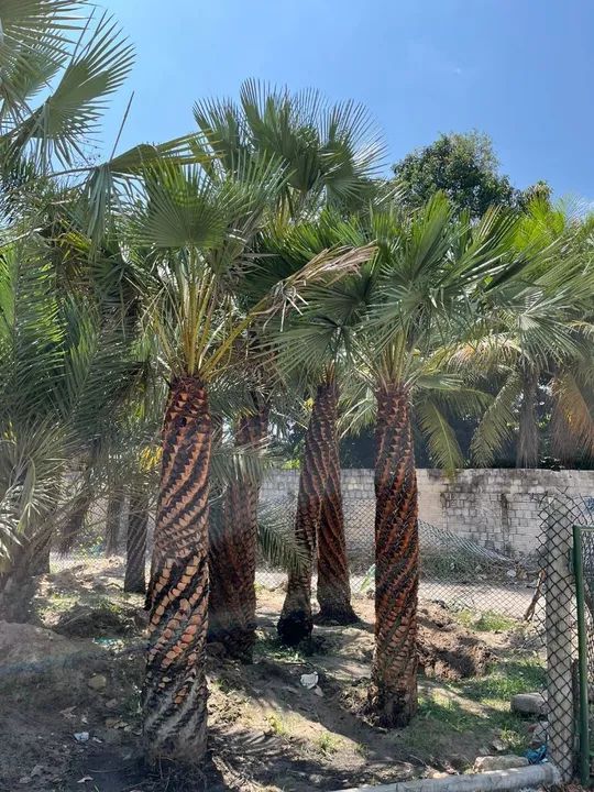 Palmeira Carnaúba - Pronta para o Plantio - Foto 4