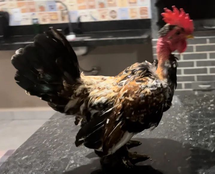 Garnize modelado - Foto 3