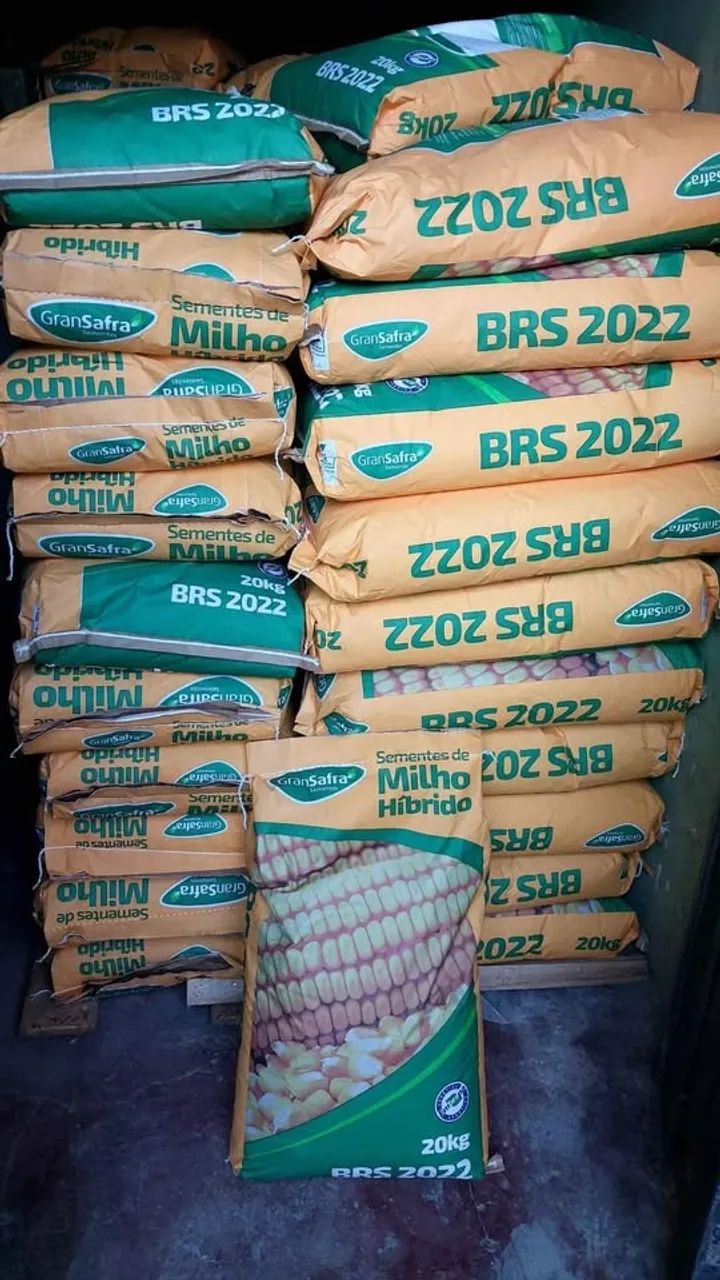 Sementes de Milho Híbrido e Sorgo Ponta Negra - GranSafra (Loja) - Foto 3