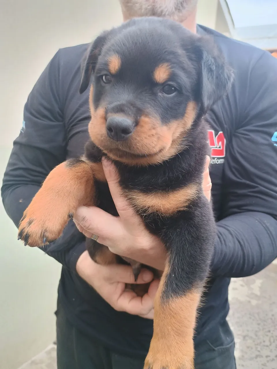 Filhote macho de rottweiler disponível!!!!!