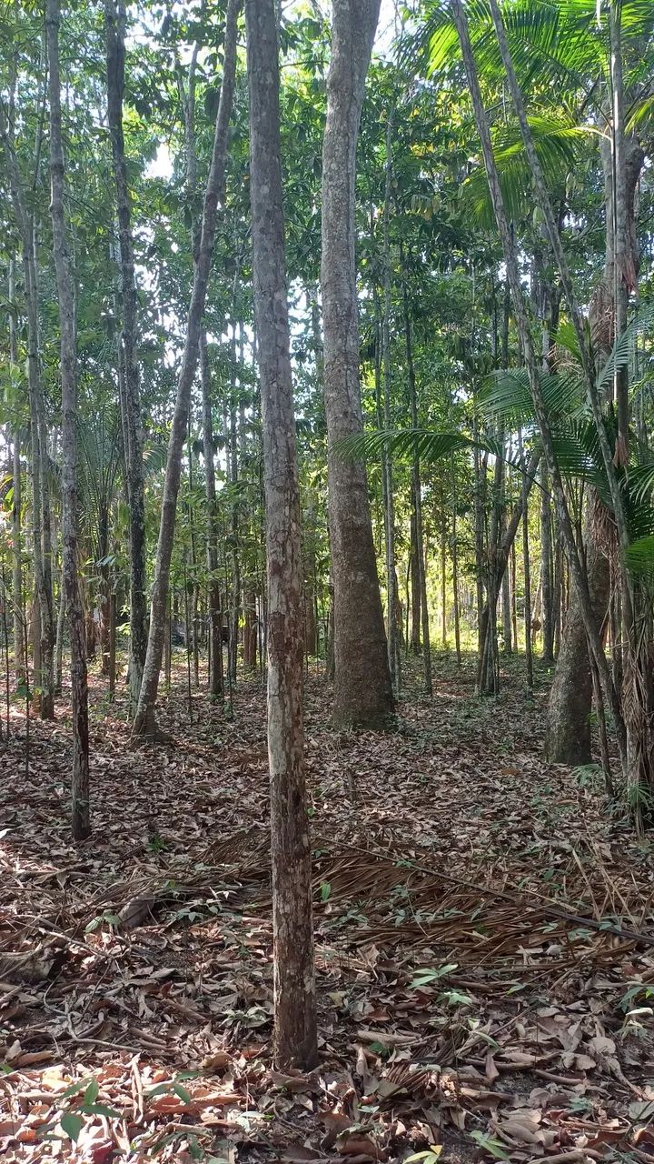 Terreno lote  13 × 80 comunidade castela - Foto 3