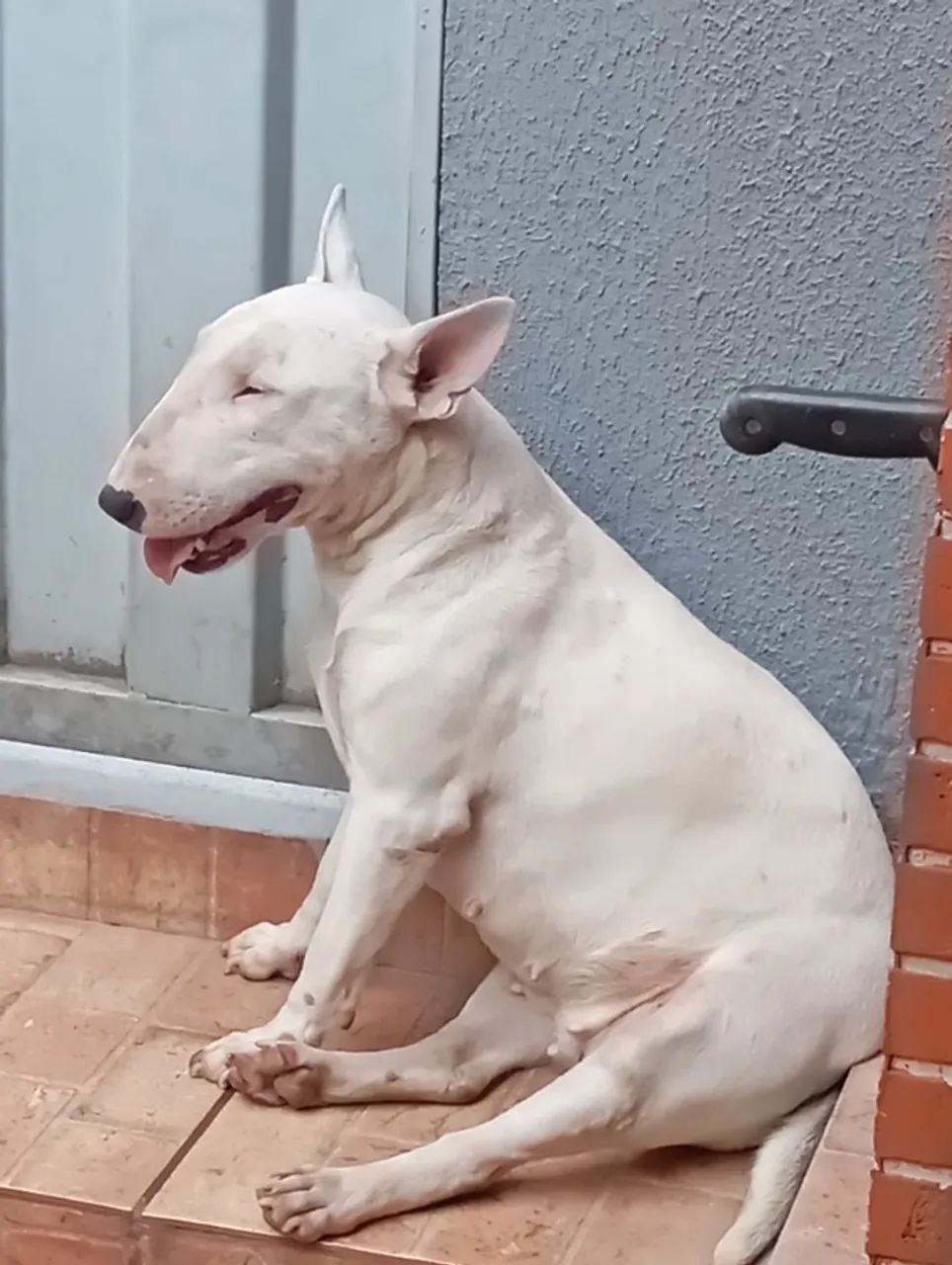 Butterie o mais top - Foto 3