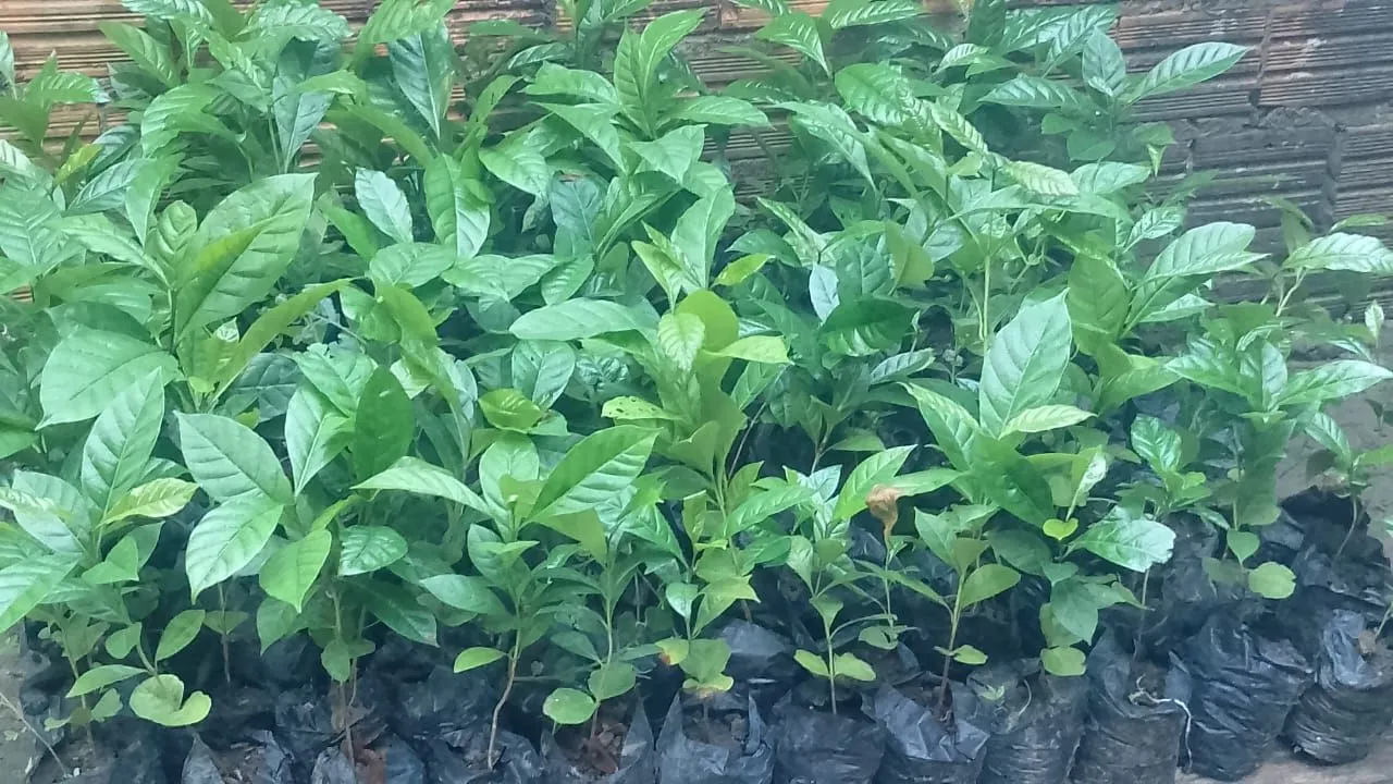 Mudas de café ROBUSTA