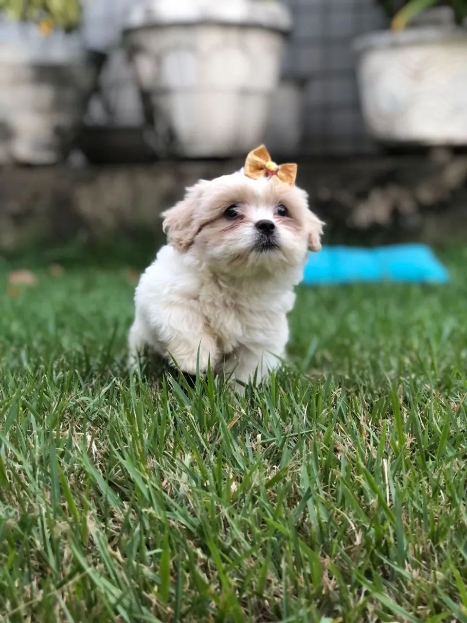 Filhote LHASA APSO - Foto 3