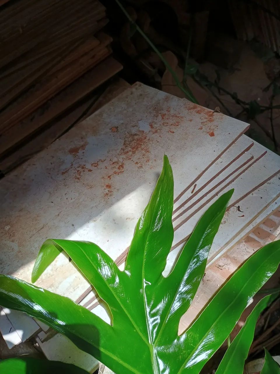 Tijolos e Telhas - Foto 6