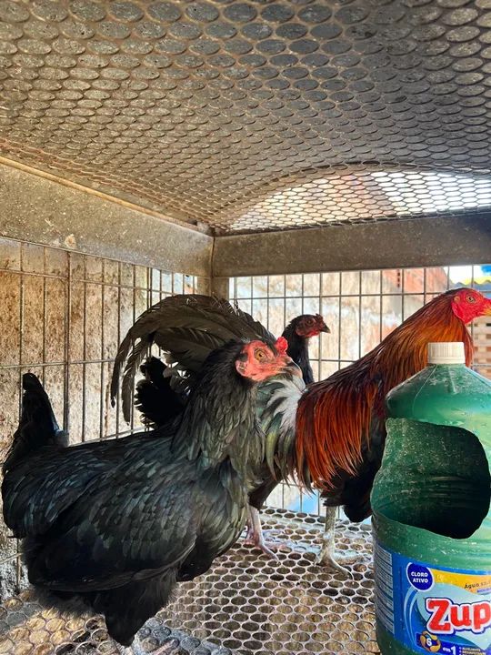 Bankiva ovos galados - Foto 4