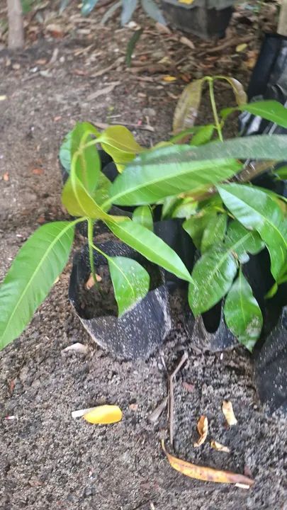 Muda de Manga espada - Foto 2