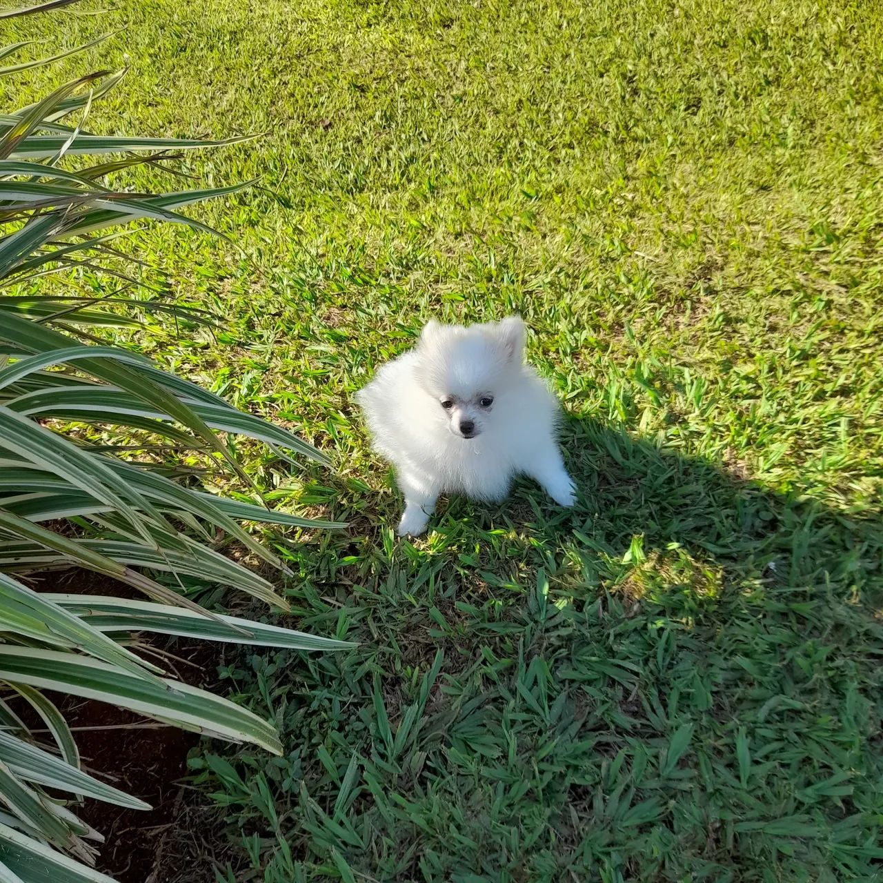 Filhotes de Spitz Alemão disponíveis! - Foto 4