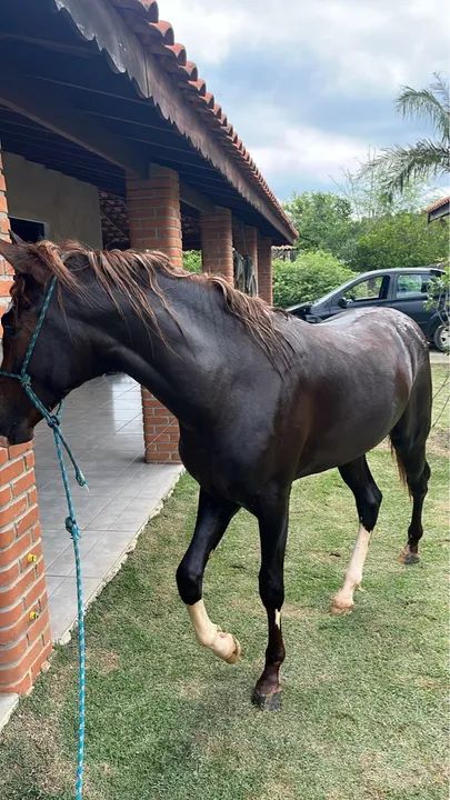 cavalo marcha picada 