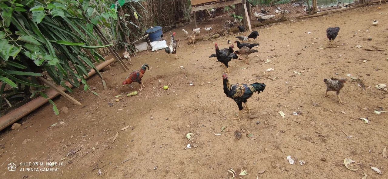 Frangos caipira macho  - Foto 2