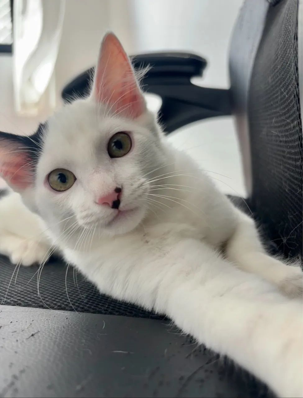 Gatinho branco - Foto 2