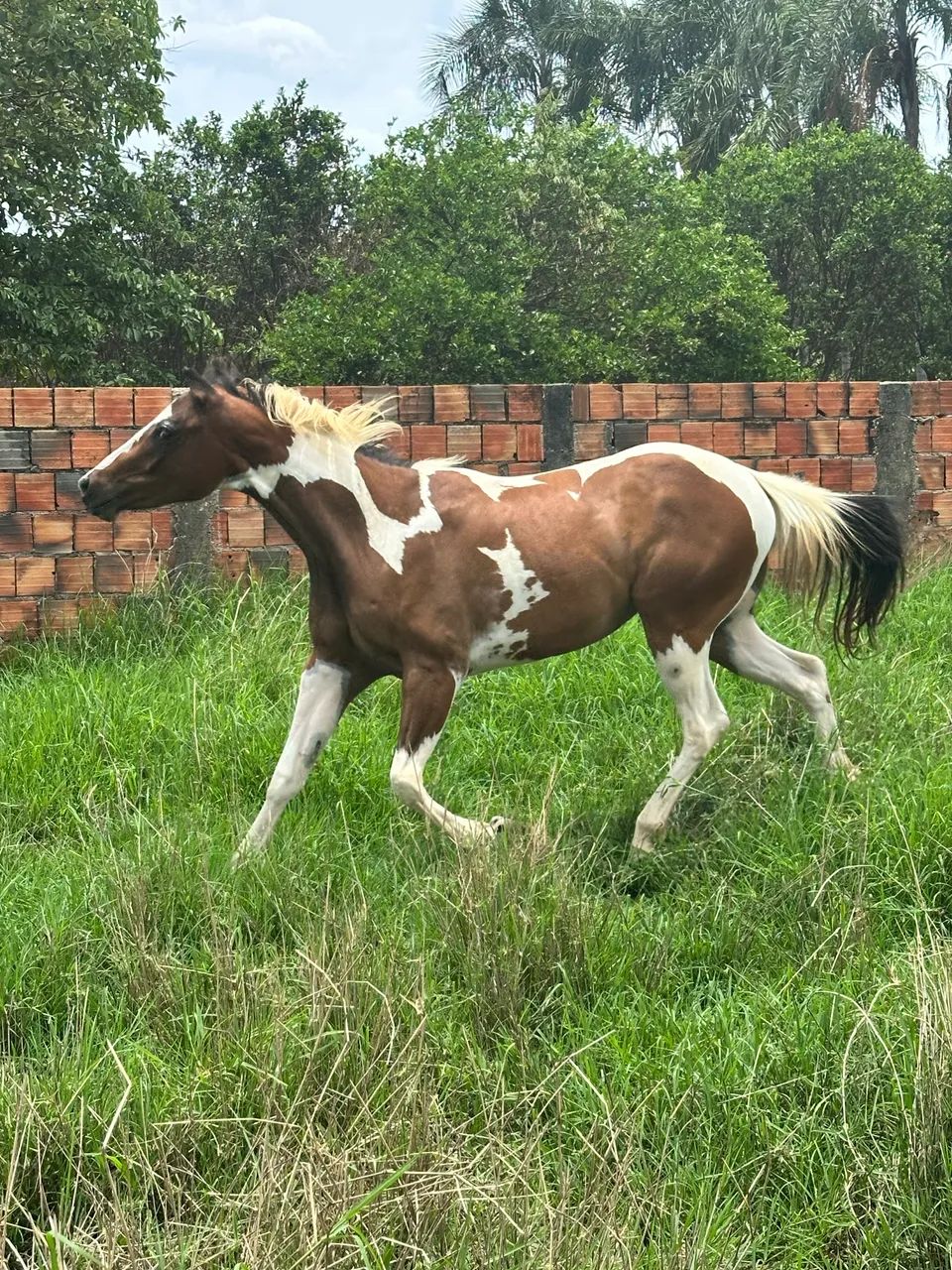 Potra Paint Horse pura sem documento 