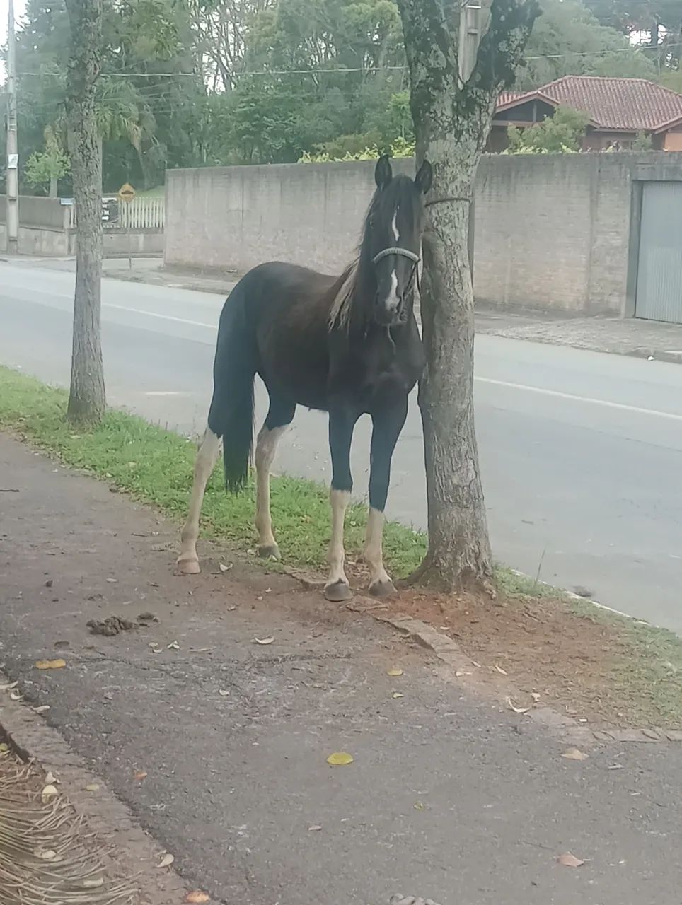EGUA POTRA MANGA LARGA