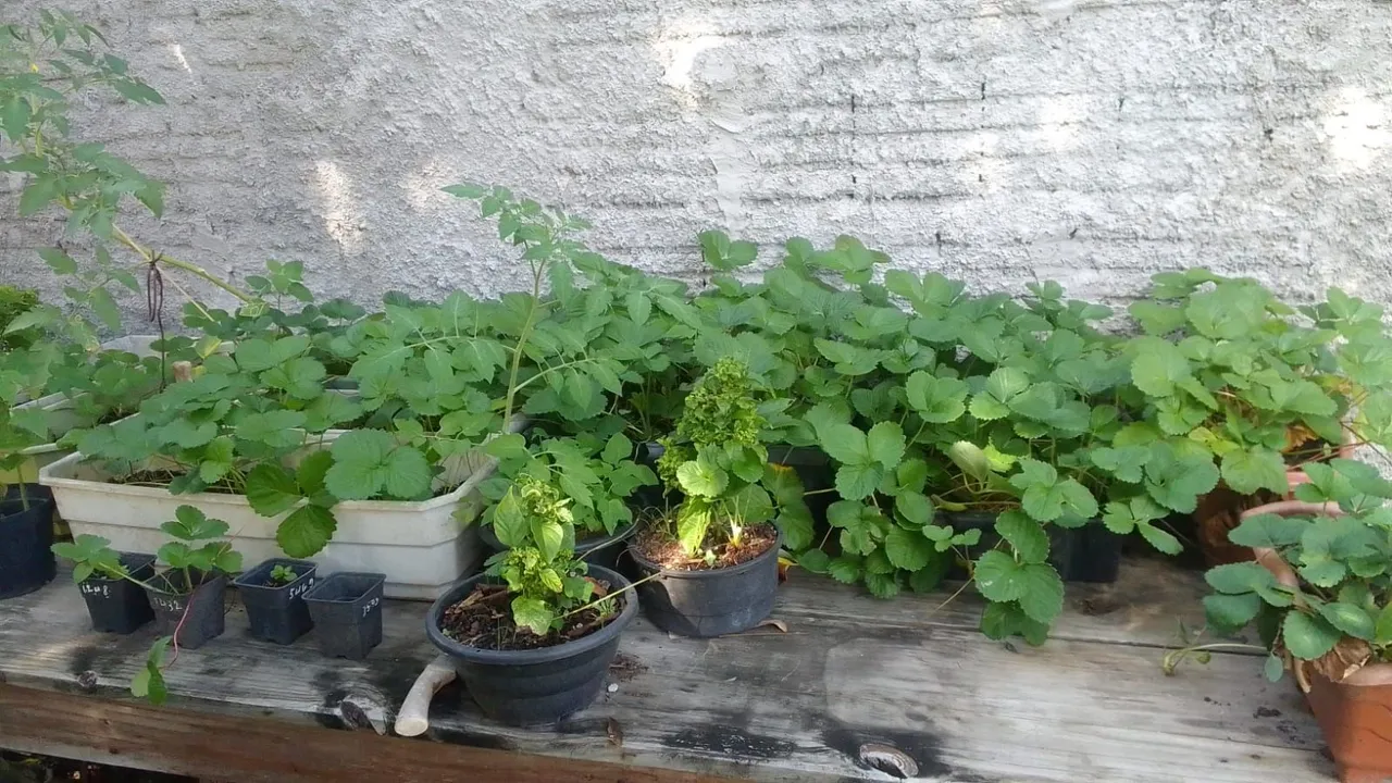Diversas mudas de morango para seu jardim