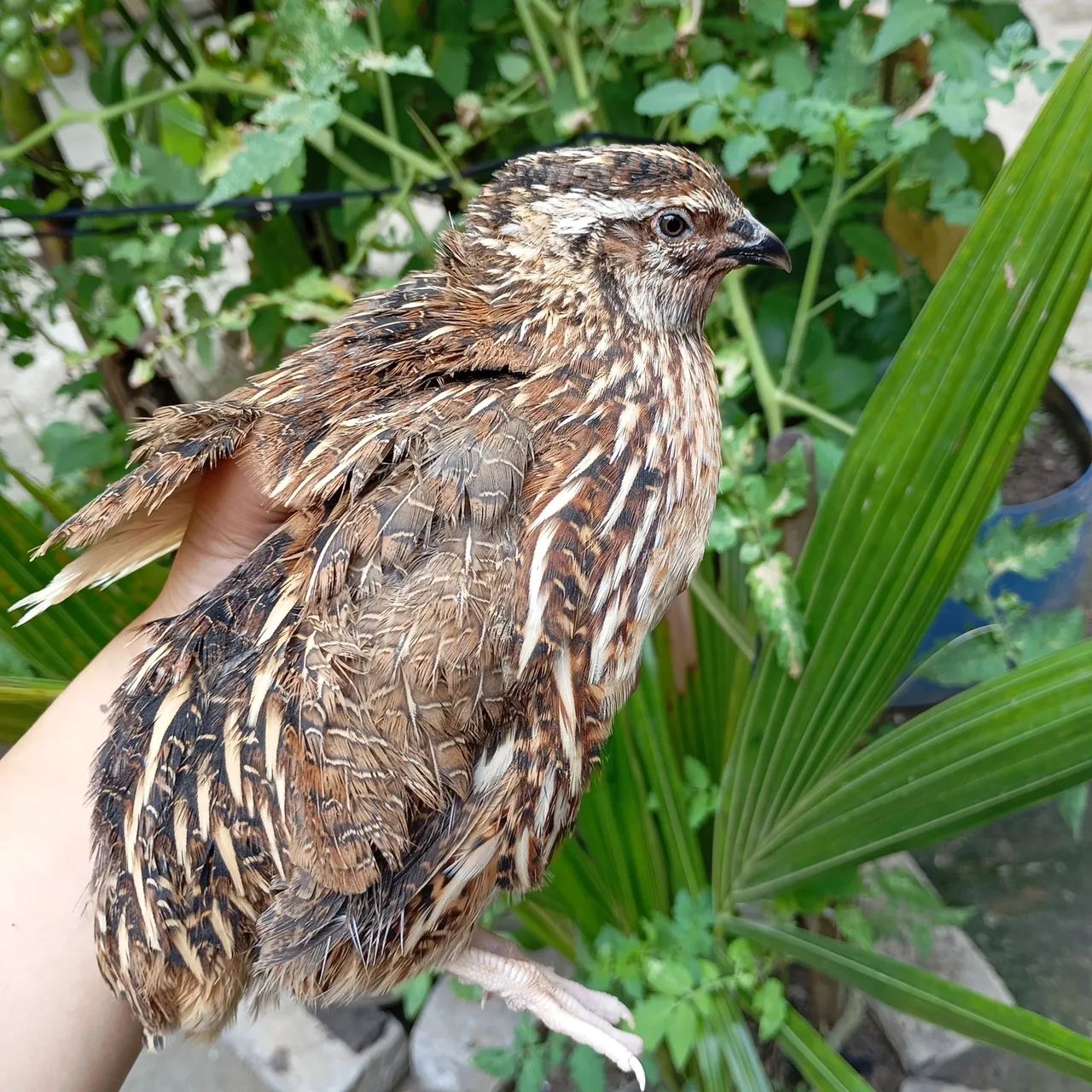 Codornas gigantes  - Foto 3