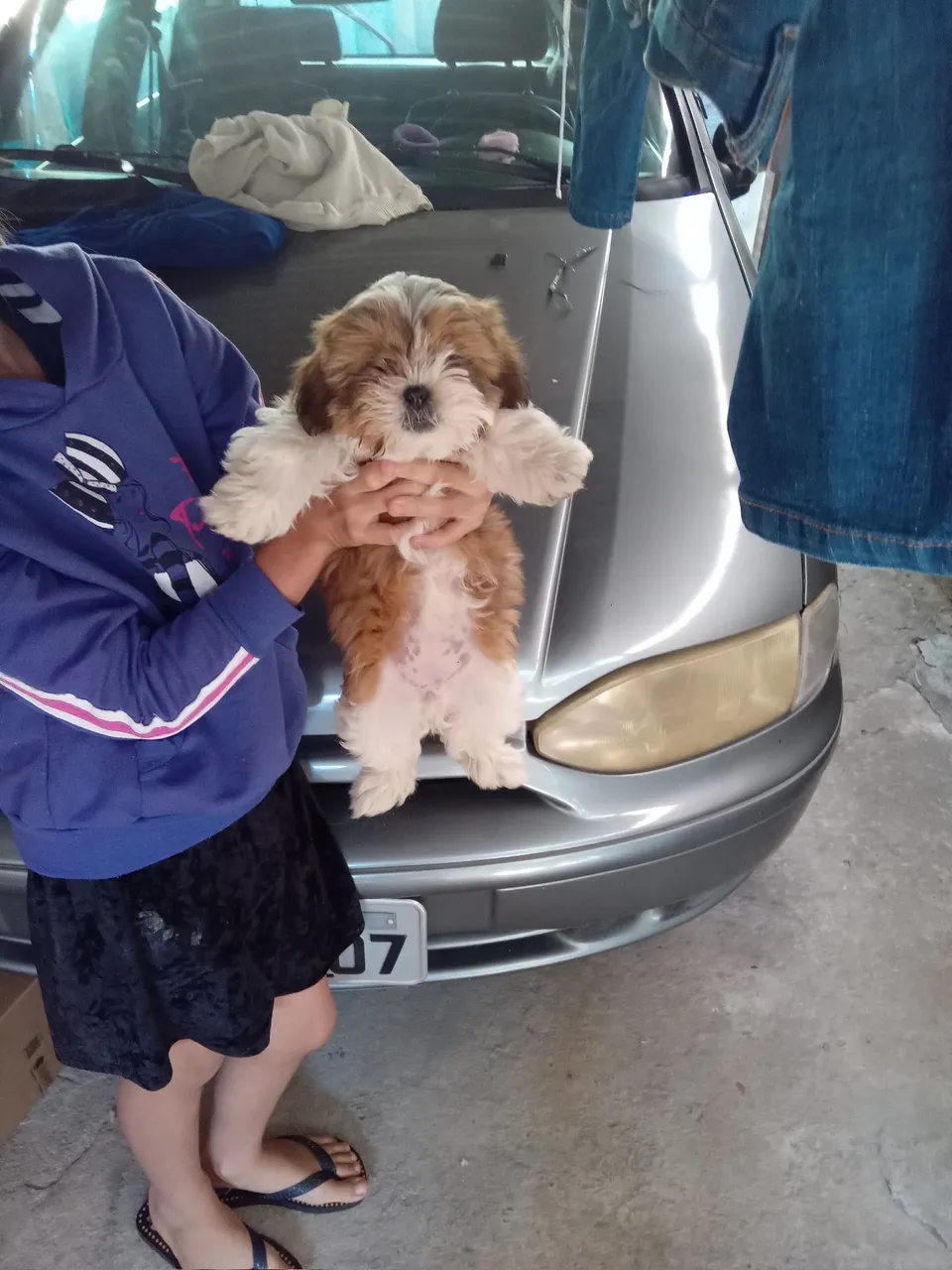 Shih tzu femia
