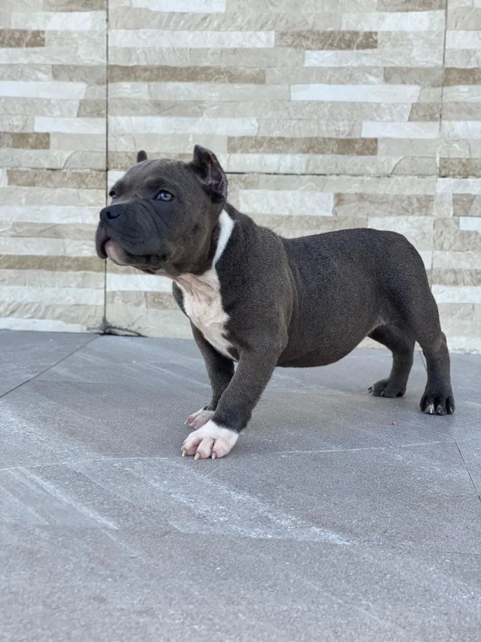 Filhote de American Bully vs Pitt monster 