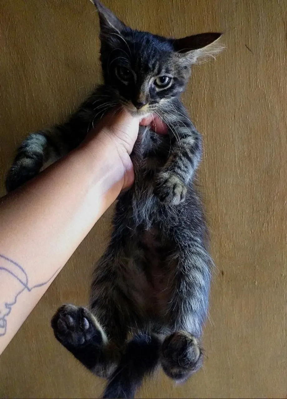 Gatinho para Adoção Urgente
