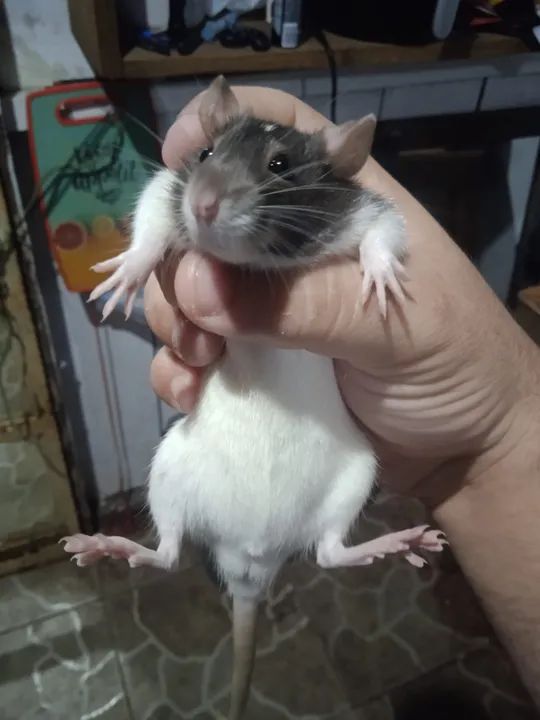 Filhotes de Twister - Foto 3