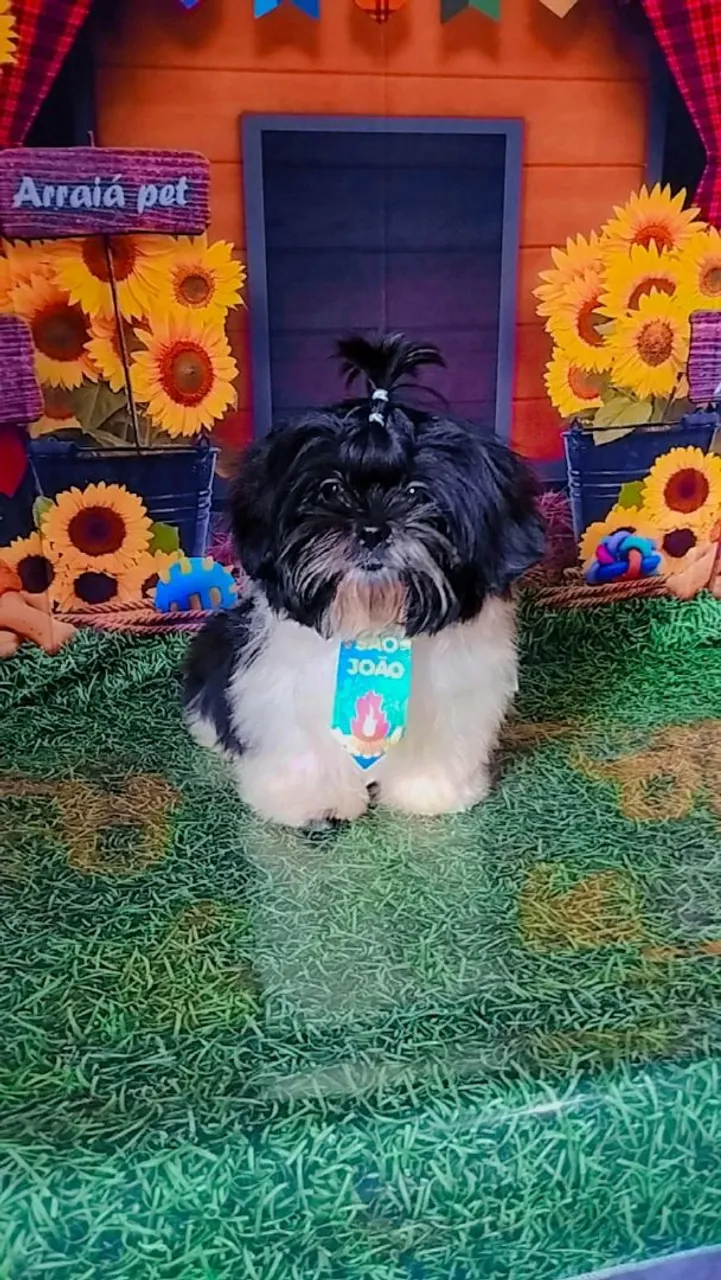Shih Tzu Filhote / macho e fêmea disponível para reserva