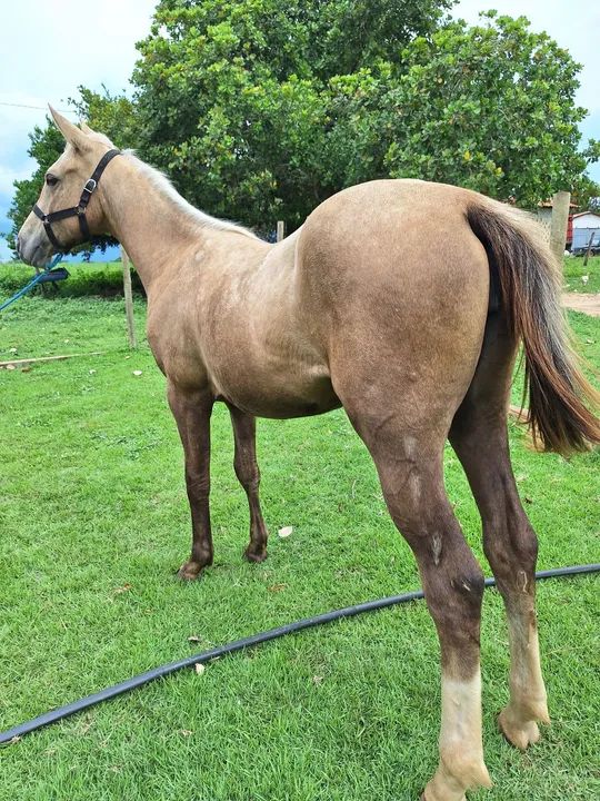 Cavalo Potros - Foto 4