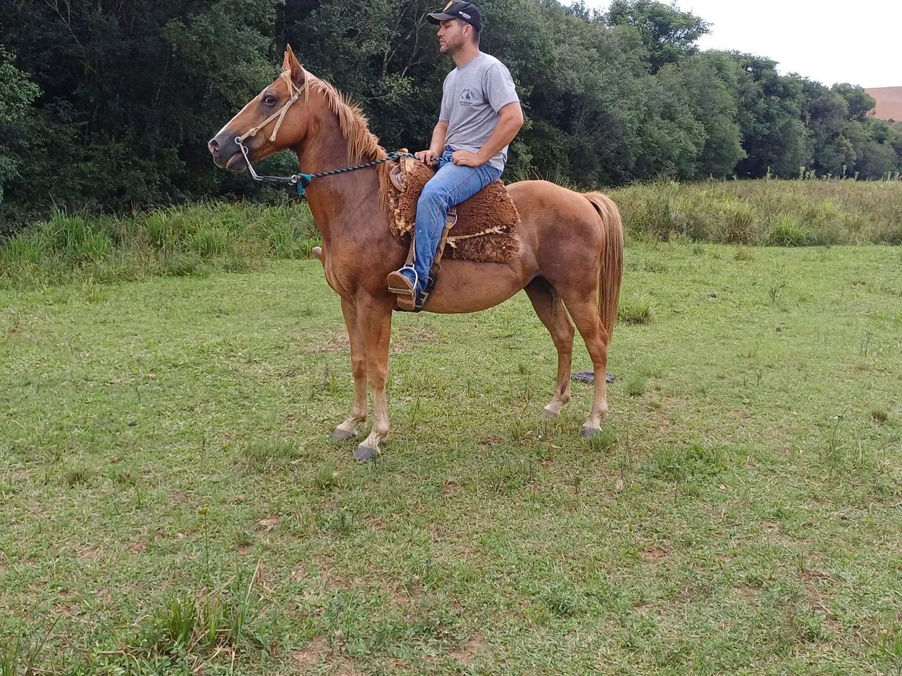 Cavalo quarto de milha de confiança 