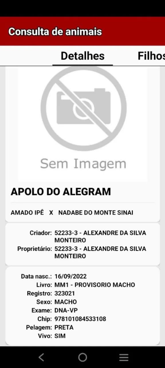 Vendo um lindo potro preto registrado  - Foto 3