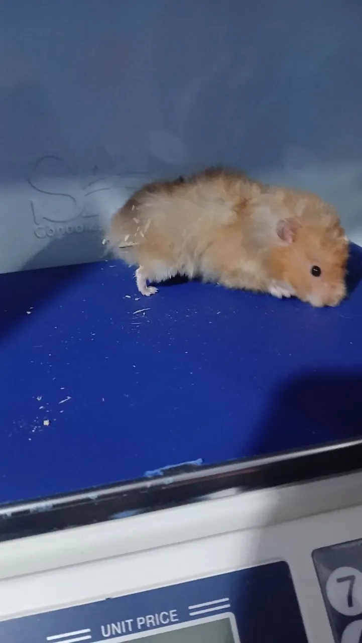 Hamster Sírio