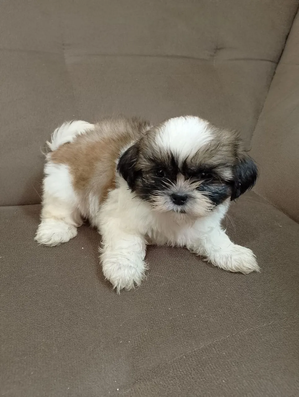 Filhote de Shih Tzu , machinho, puríssimo ?