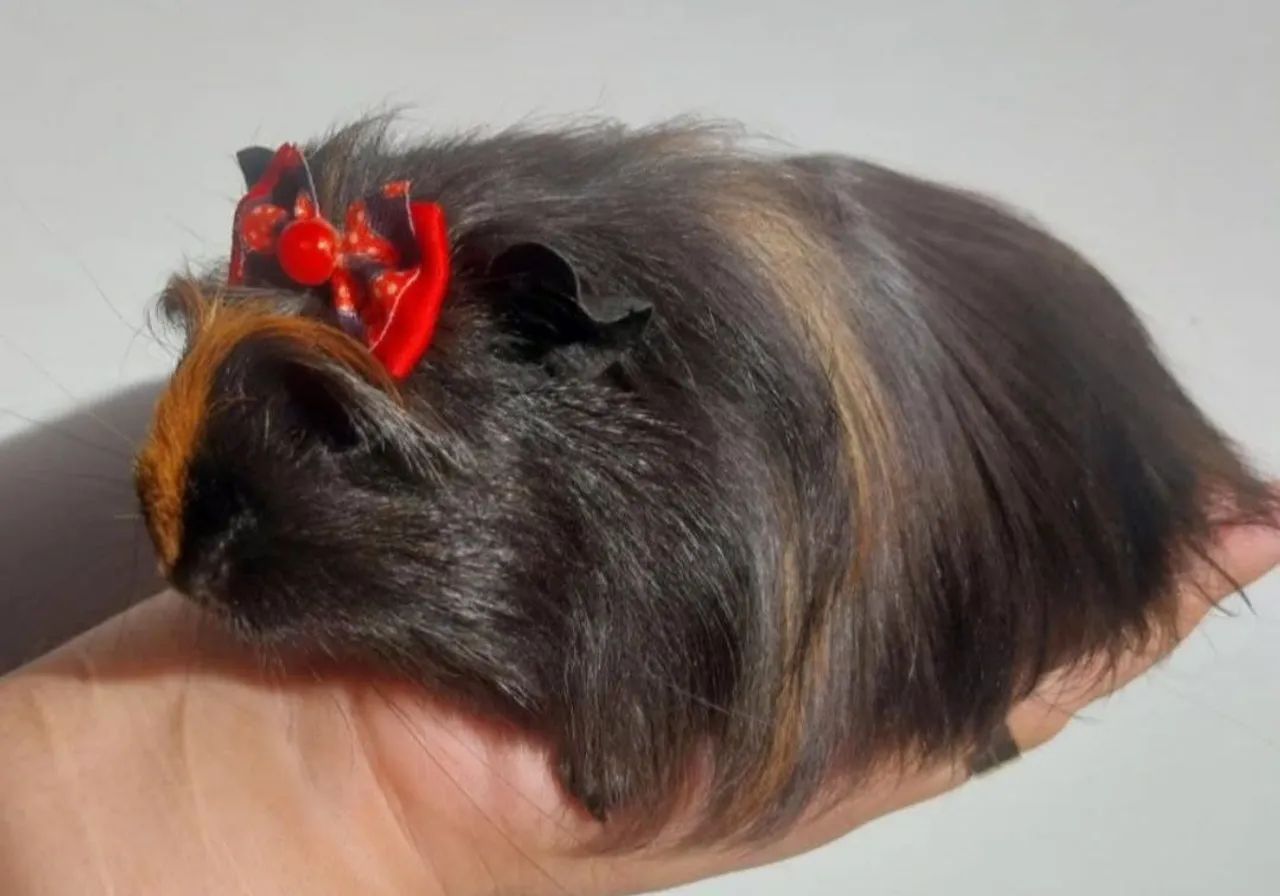 Porquinha fofa com laço vermelho
