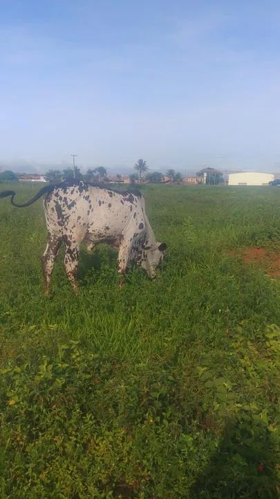Casal nelore pintado puro sangue  - Foto 2