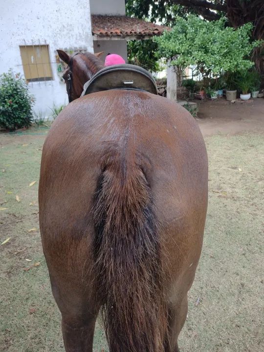 Égua de passada muito boa.. - Foto 3