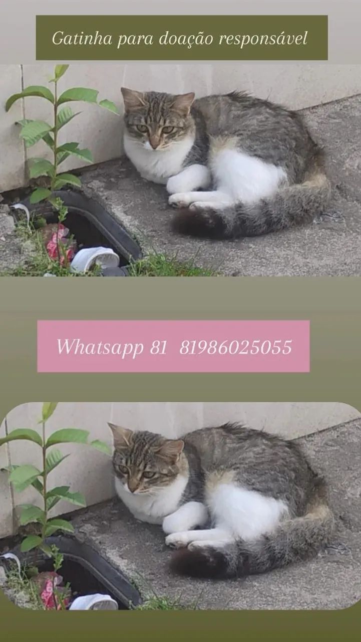 Gato - Foto 2