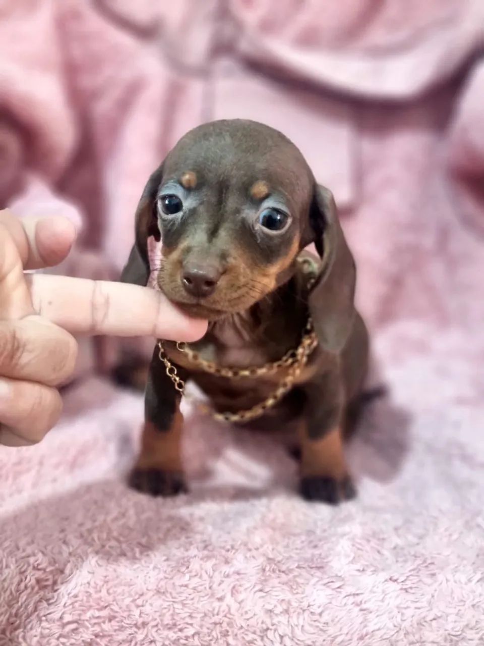 Basset teckel dachshund