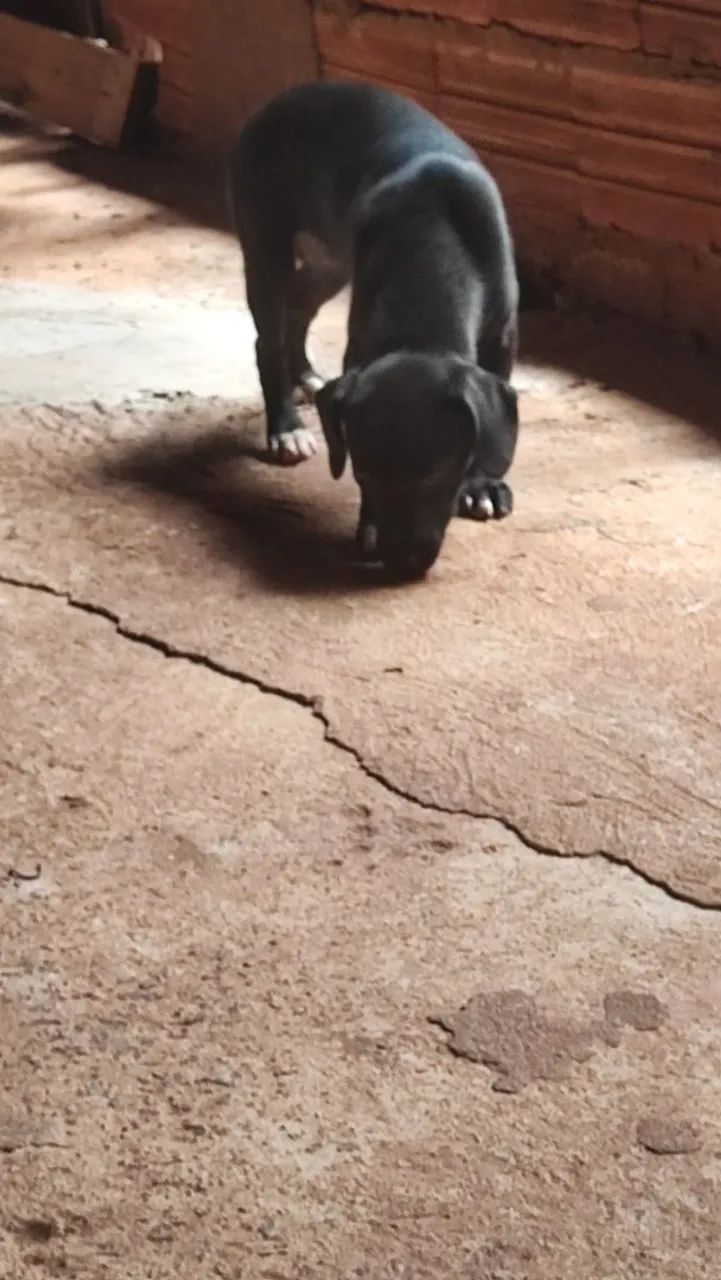 Doa se uma cachorrinha  - Foto 3