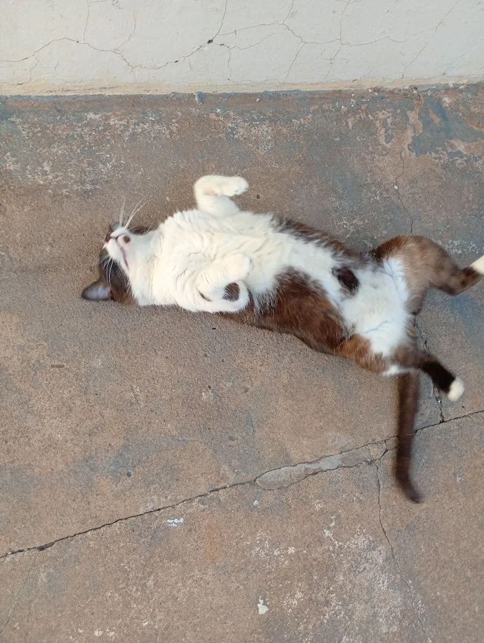Gato macho castrado  - Foto 2