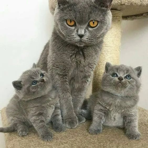 British Shorthair 