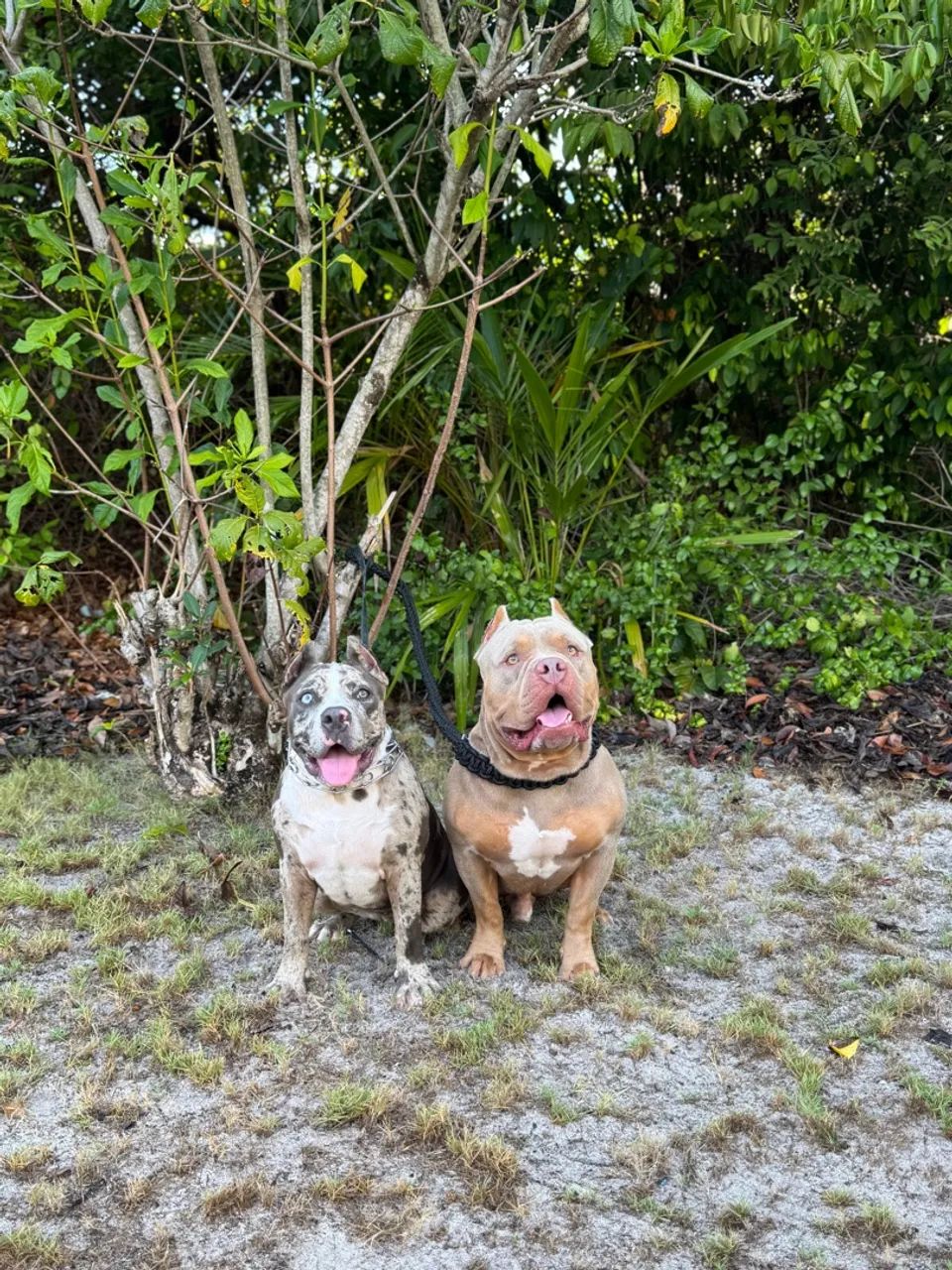 American Bully