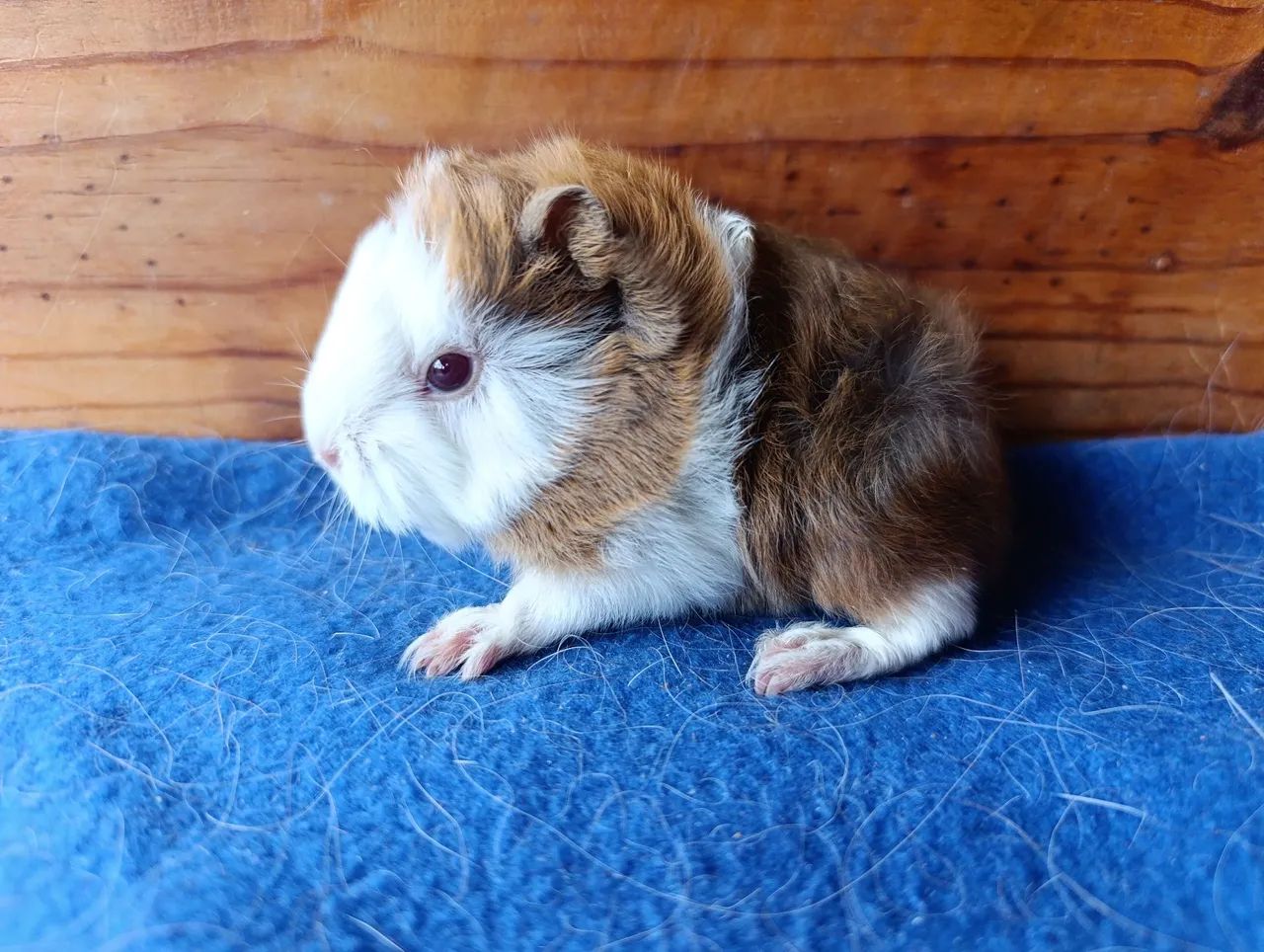 Porquinhos da Índia! - Foto 5