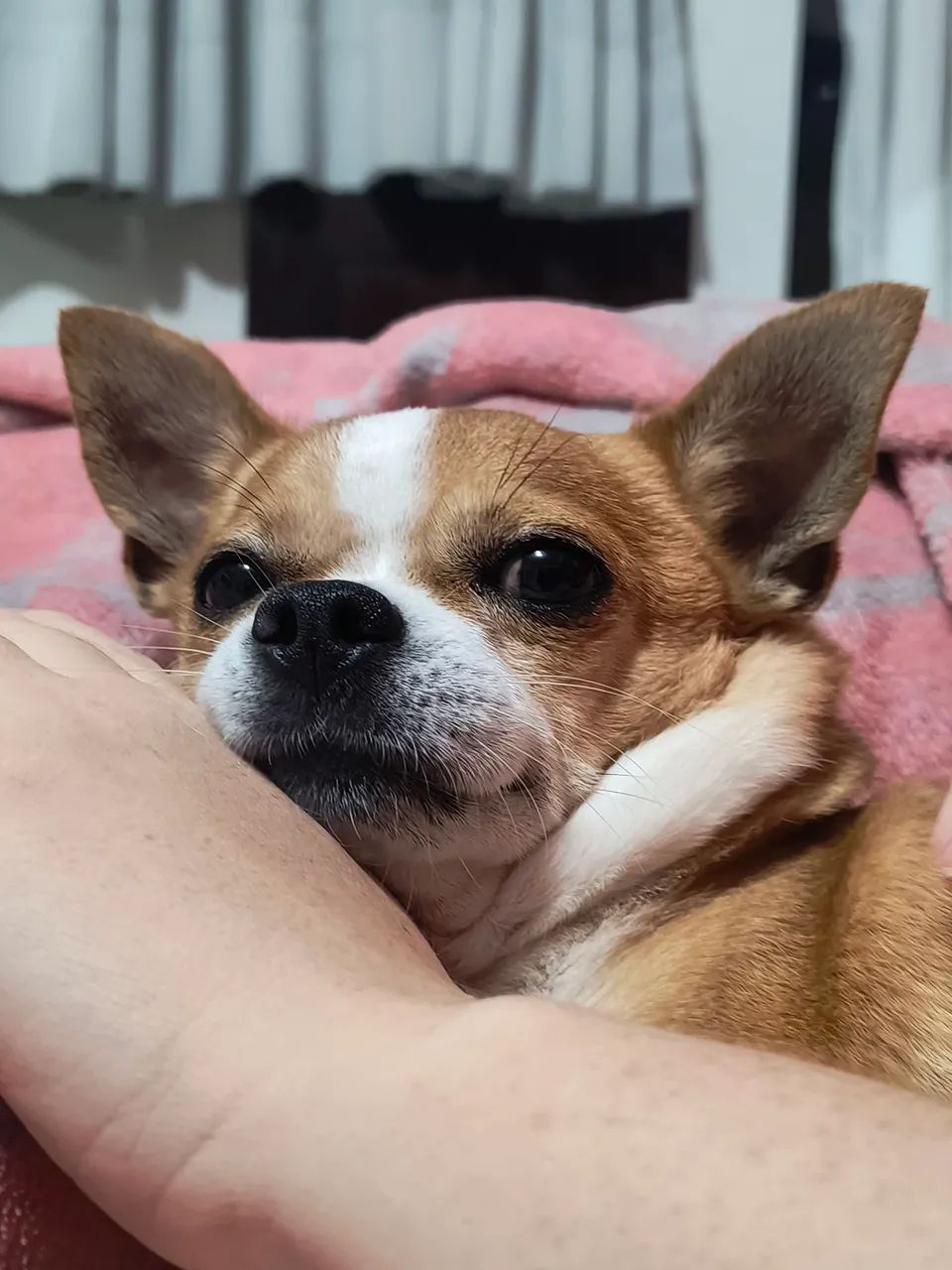 Chihuahua procura namorada
