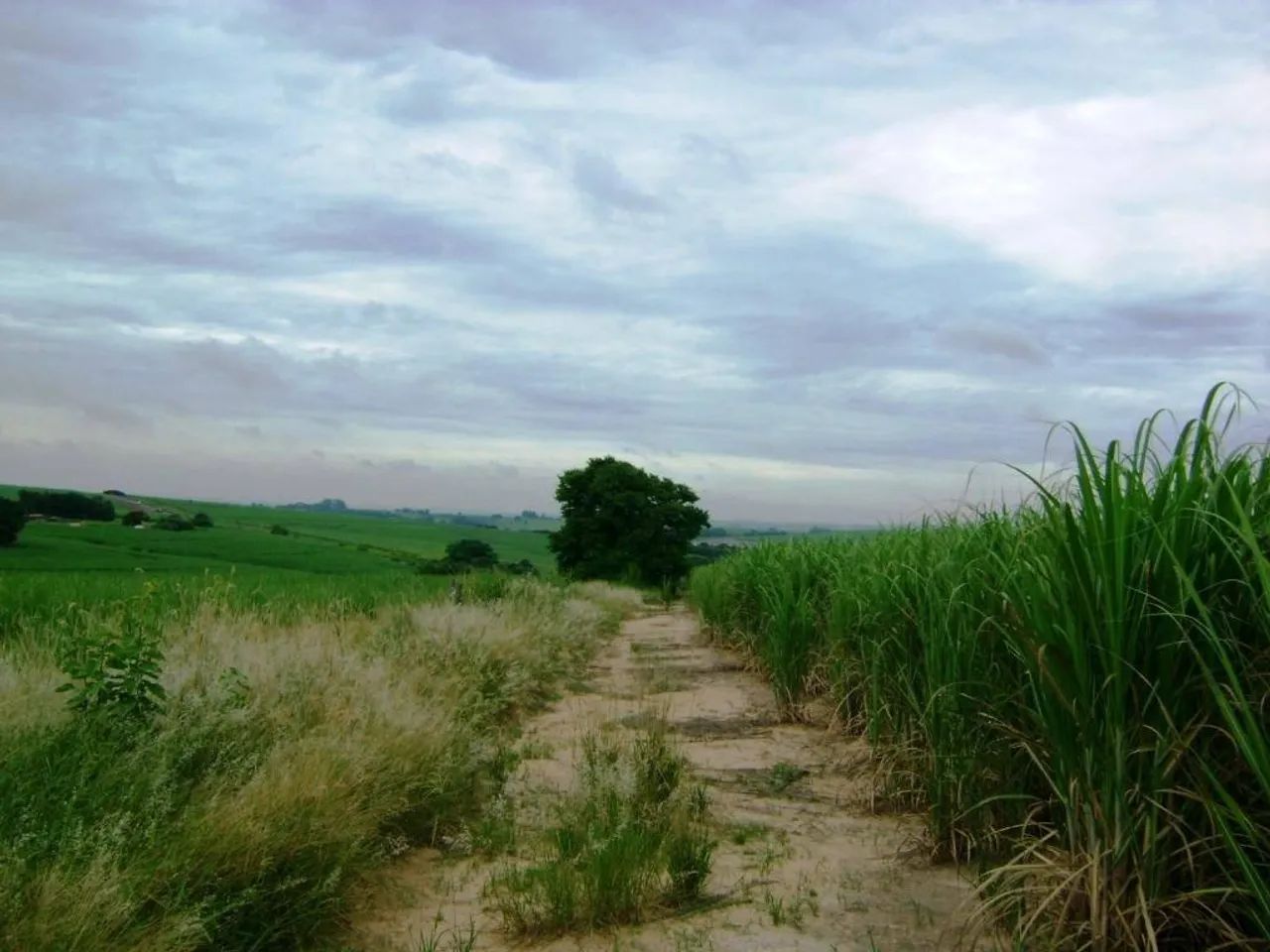 Fazenda à venda em Sumaré, Centro, com 1 quarto - Foto 5