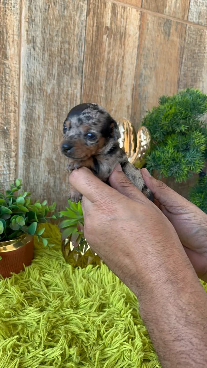 Pinscher merle - Foto 4