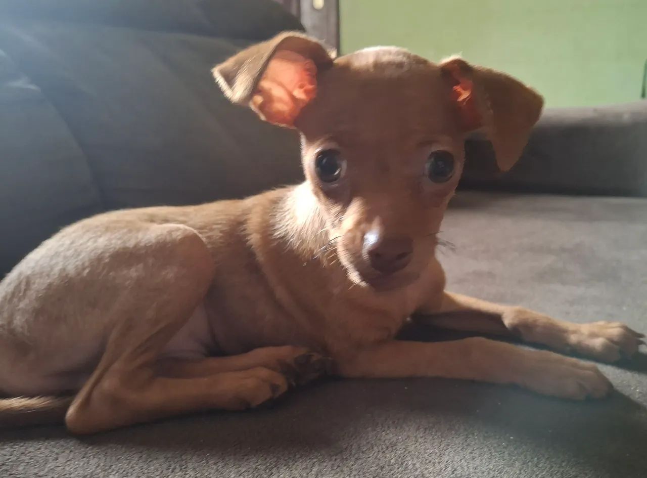 Pinscher 1 - Foto 2