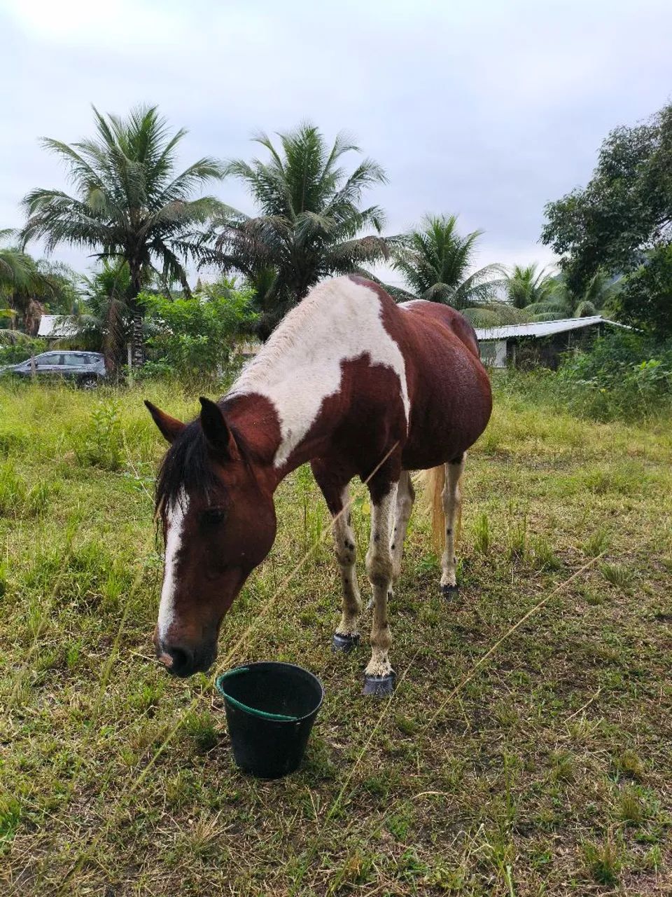 Égua mangalarga pampa de castanho - Foto 3