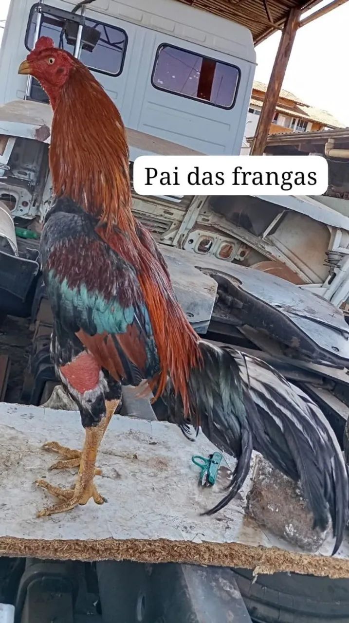 Disponível  - Foto 4