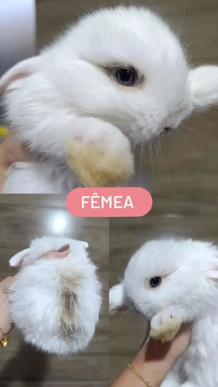 Coelho Mini Lop Uruguaio  - Foto 2